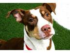 Adopt CROQUETA a American Staffordshire Terrier, Mixed Breed