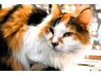 Adopt WILLOW a Domestic Long Hair
