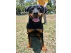 Adopt TRIXIE a Rottweiler, Mixed Breed