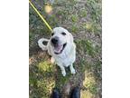 Adopt TYSHI a Great Pyrenees