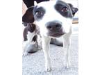 Adopt DUMMY a Parson Russell Terrier, Mixed Breed
