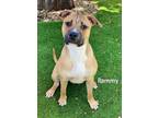 Adopt PAMMY a American Staffordshire Terrier, Mixed Breed