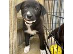 Adopt Taylor a Border Collie, Mixed Breed