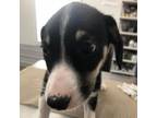 Adopt Tilly a Border Collie, Mixed Breed