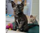 Adopt Weedle 25526 a Domestic Short Hair