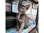 Adopt Squirtle 25525 a Domestic Short Hair