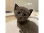 Adopt Crane 25455 a Domestic Short Hair