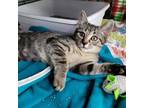 Adopt Forrest 25405 a Domestic Short Hair