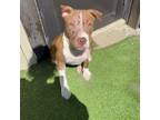 Adopt Road House a Mixed Breed
