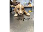 Adopt MACON a Labrador Retriever, Mixed Breed
