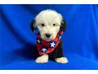 Old English Sheepdog Puppy for sale in Springfield, MO, USA