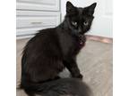 Adopt Penny 2 a Domestic Short Hair