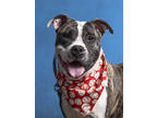 Adopt City a Pit Bull Terrier, Mixed Breed