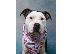 Adopt Sydney a Pit Bull Terrier, Mixed Breed