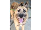 Adopt Poparica a Mixed Breed