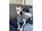Adopt Allie a Rat Terrier, Mixed Breed