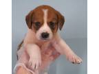 Adopt Zorra a Beagle, Parson Russell Terrier