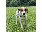 Adopt Lady a Smooth Fox Terrier, Mixed Breed