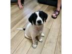 Adopt Zoey a Beagle, Mixed Breed