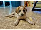 Adopt Zada a Beagle, Mixed Breed
