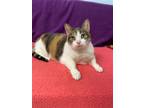 Adopt JANELLE a Domestic Short Hair