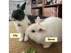 Adopt Lily a Dwarf, Bunny Rabbit