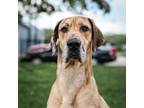 Adopt Madison a Great Dane, Mixed Breed