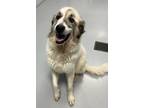 Adopt Alba a Great Pyrenees