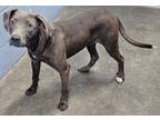 Adopt Sylvie NOT AVAILABLE UNTIL 6/3 a Pit Bull Terrier, Mixed Breed