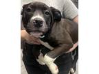 Adopt Lelo a Pit Bull Terrier, Mixed Breed