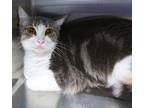 Adopt Polly Benedict a Domestic Short Hair