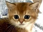 Lovable Usher British Shorthair Kitten