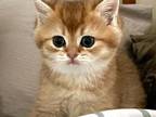 Amazing Ulysses British Shorthair Kitten
