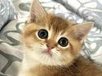 Enchanting Uzzo British Shorthair Kitten