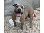 Adopt Cinnamon (Underdog) a Pit Bull Terrier, Mixed Breed