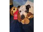Adopt Elodie (In foster) a Terrier, Mixed Breed