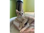 Adopt Riesling (PetSmart S Claiborne) a Domestic Short Hair