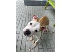 Adopt Mignon (in Foster) a Mixed Breed