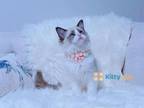 Jasmin Seal Bi Color Ragdoll Kitten