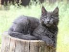 Appolo Maine Coon Male Blue