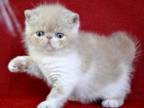 Assol Exotic Female Cream Spotted Tabby Bicolour