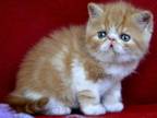 Alen Exotic Male Red Spotted Tabby Bicolour