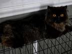 Black Persian Male Kitten