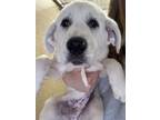 Adopt Nutella a Great Pyrenees, Mixed Breed