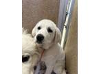 Adopt Peanut Butter a Great Pyrenees, Mixed Breed