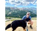 Experienced Denver House Sitter Trustworthy & Reliable $200 Daily