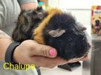 Adopt Chalupa a Guinea Pig