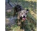 Adopt Roxy a Cane Corso, Pit Bull Terrier