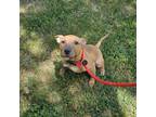 Adopt Mandy a Pit Bull Terrier, Mixed Breed