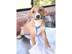 Adopt Tinker Bell a Mixed Breed
